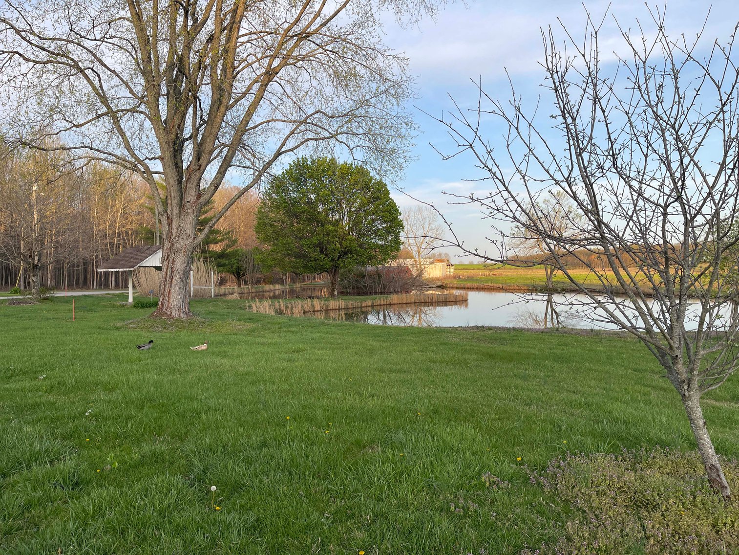 Image for Solomon Lane, Woodbury