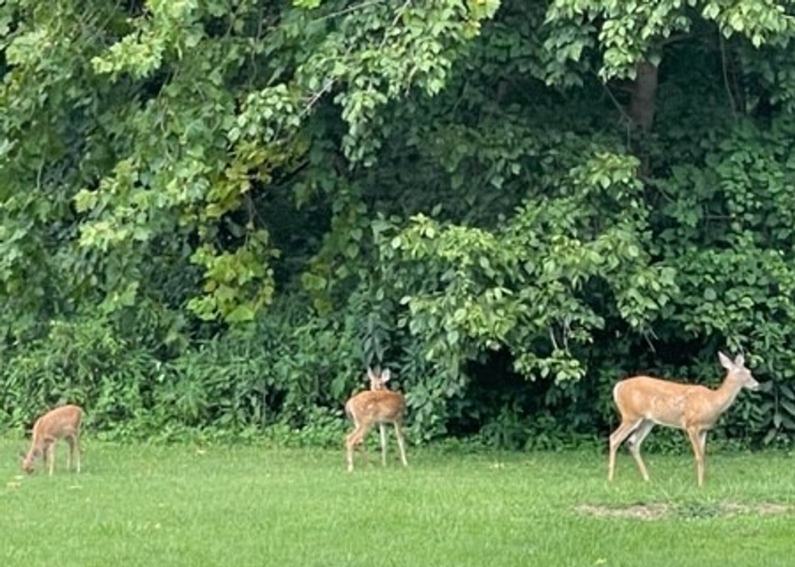 Image for Absolute Real Estate Auction in the Seneca Park area