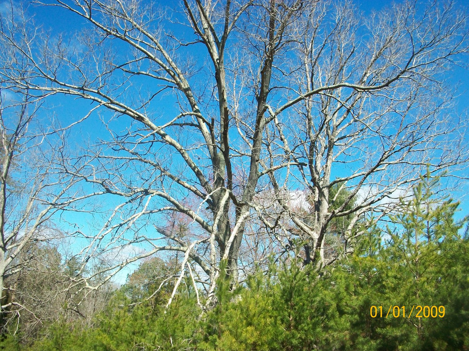 Image for Absolute Trustee Auction - House and lots selling in 3 tracts - Danville VA