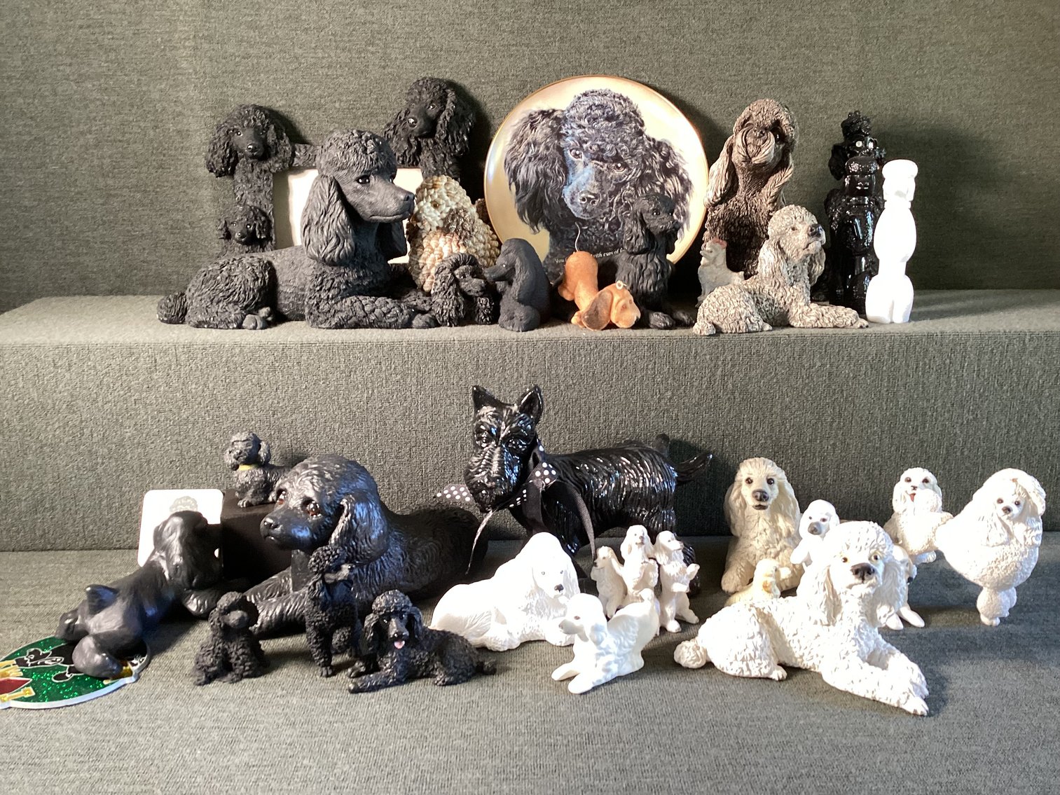 Image for Poodle Lot