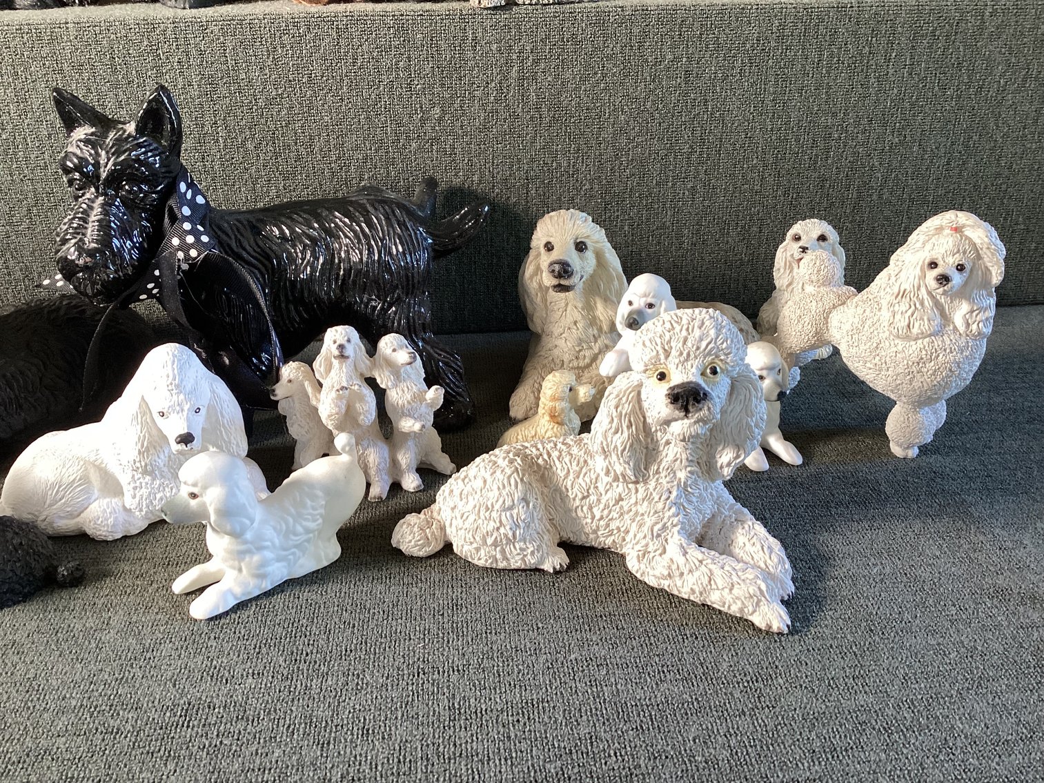 Image for Poodle Lot