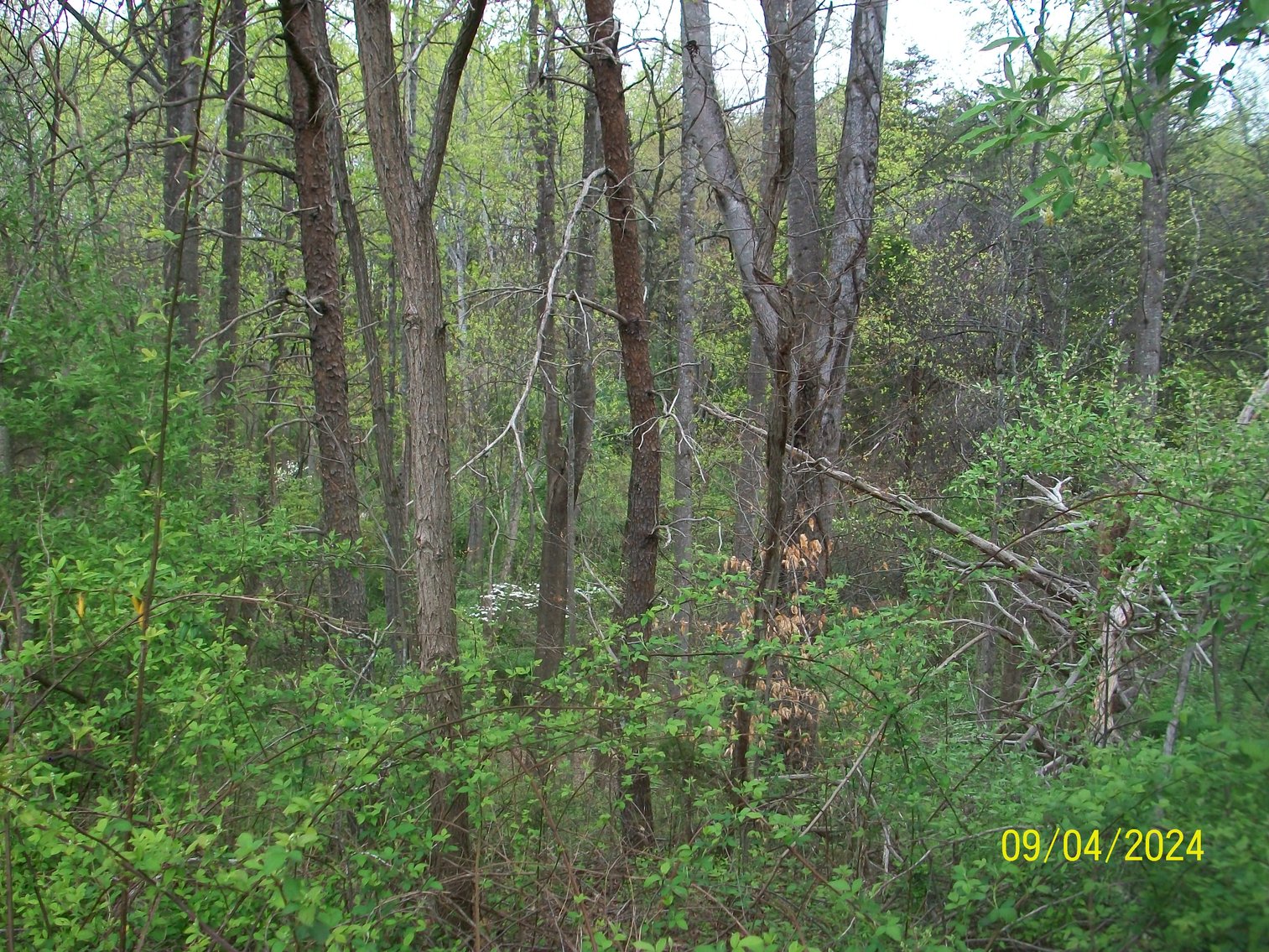 Image for Property #16 Dyers Store Rd. - 8.6 acres