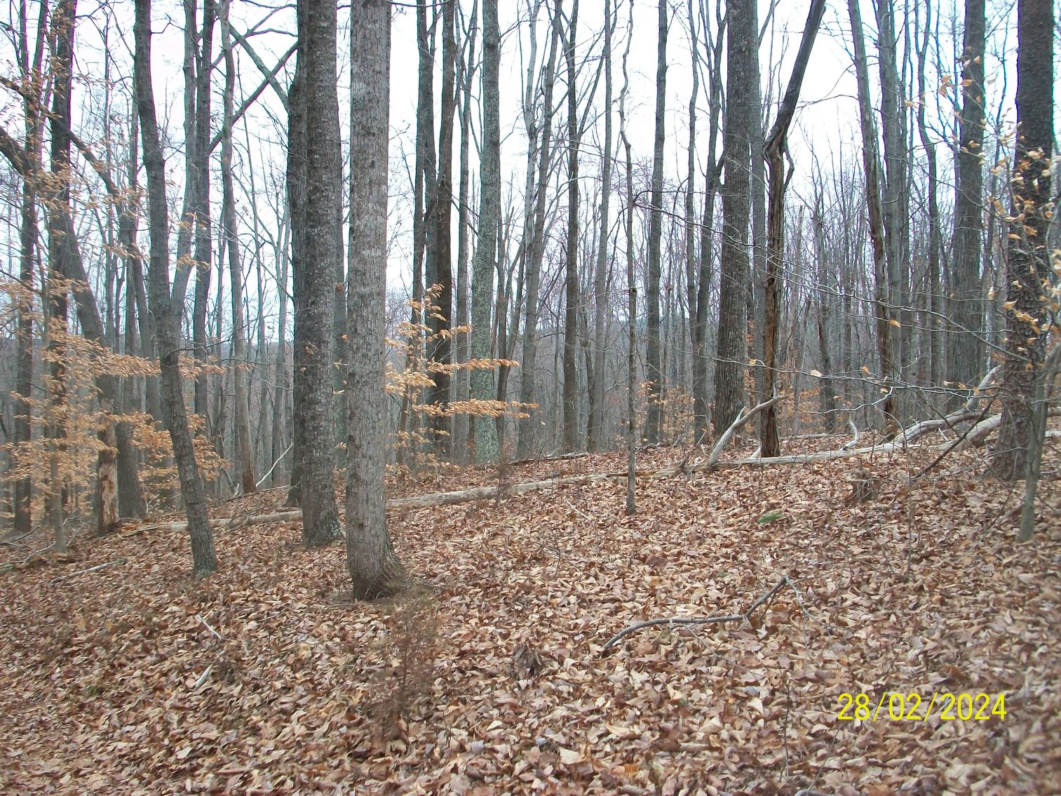 Image for Property #17 Ravenscroft Rd and Dyers Store Rd - 57.76 acres