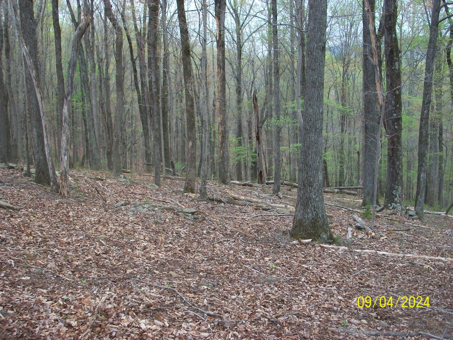 Image for Property #17 Ravenscroft Rd and Dyers Store Rd - 57.76 acres