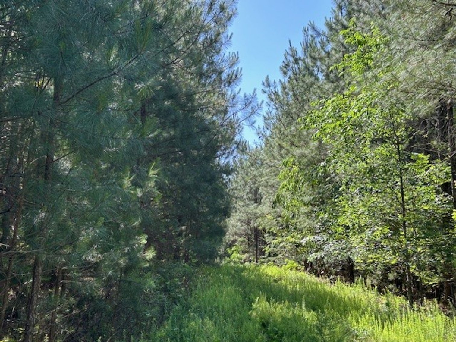 Image for ABSOLUTE TRUSTEE AUCTION - 258.81 ACRES  OF PLANTED PINE - GRETNA, VA