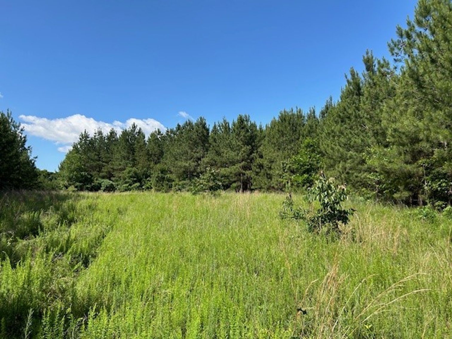 Image for ABSOLUTE TRUSTEE AUCTION - 258.81 ACRES  OF PLANTED PINE - GRETNA, VA