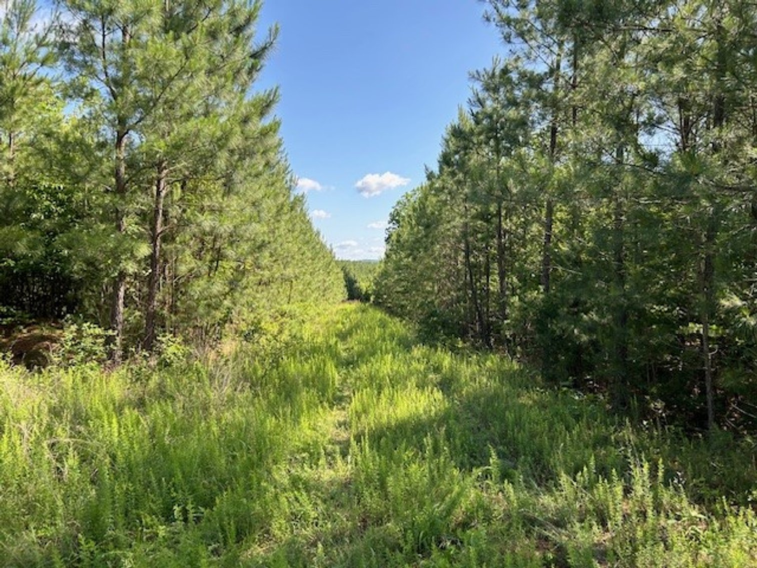 Image for ABSOLUTE TRUSTEE AUCTION - 258.81 ACRES  OF PLANTED PINE - GRETNA, VA