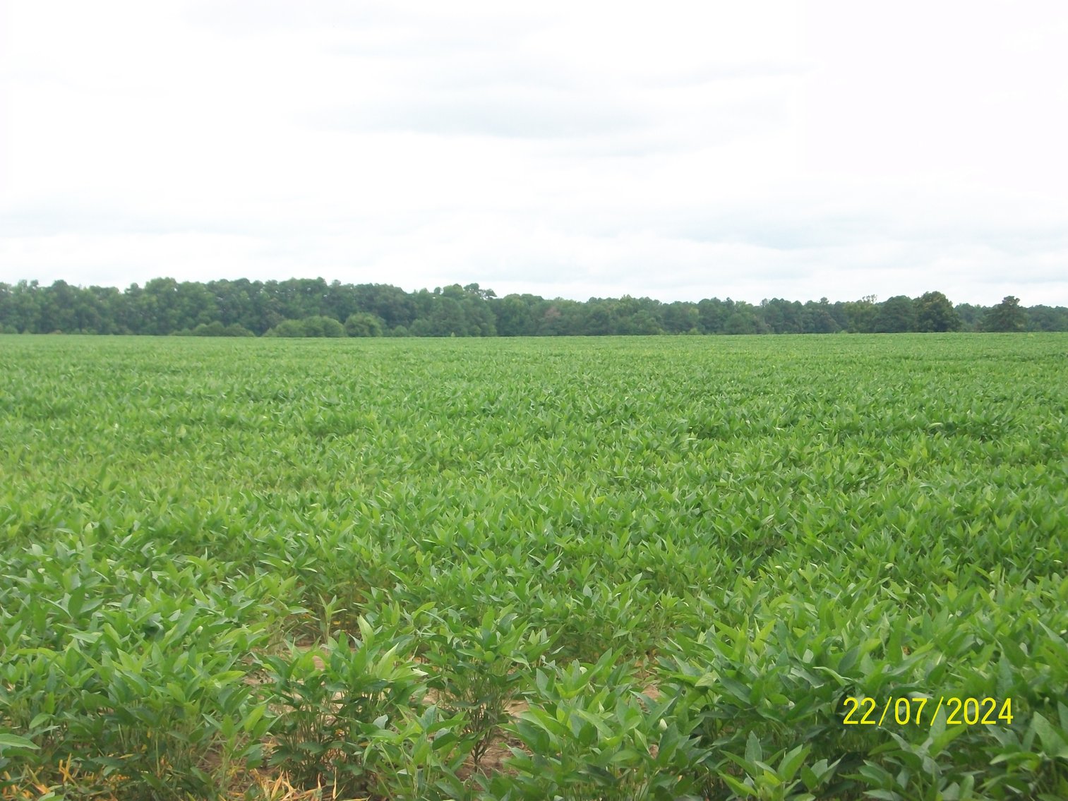 Image for Tract 2 - 206.38 acres