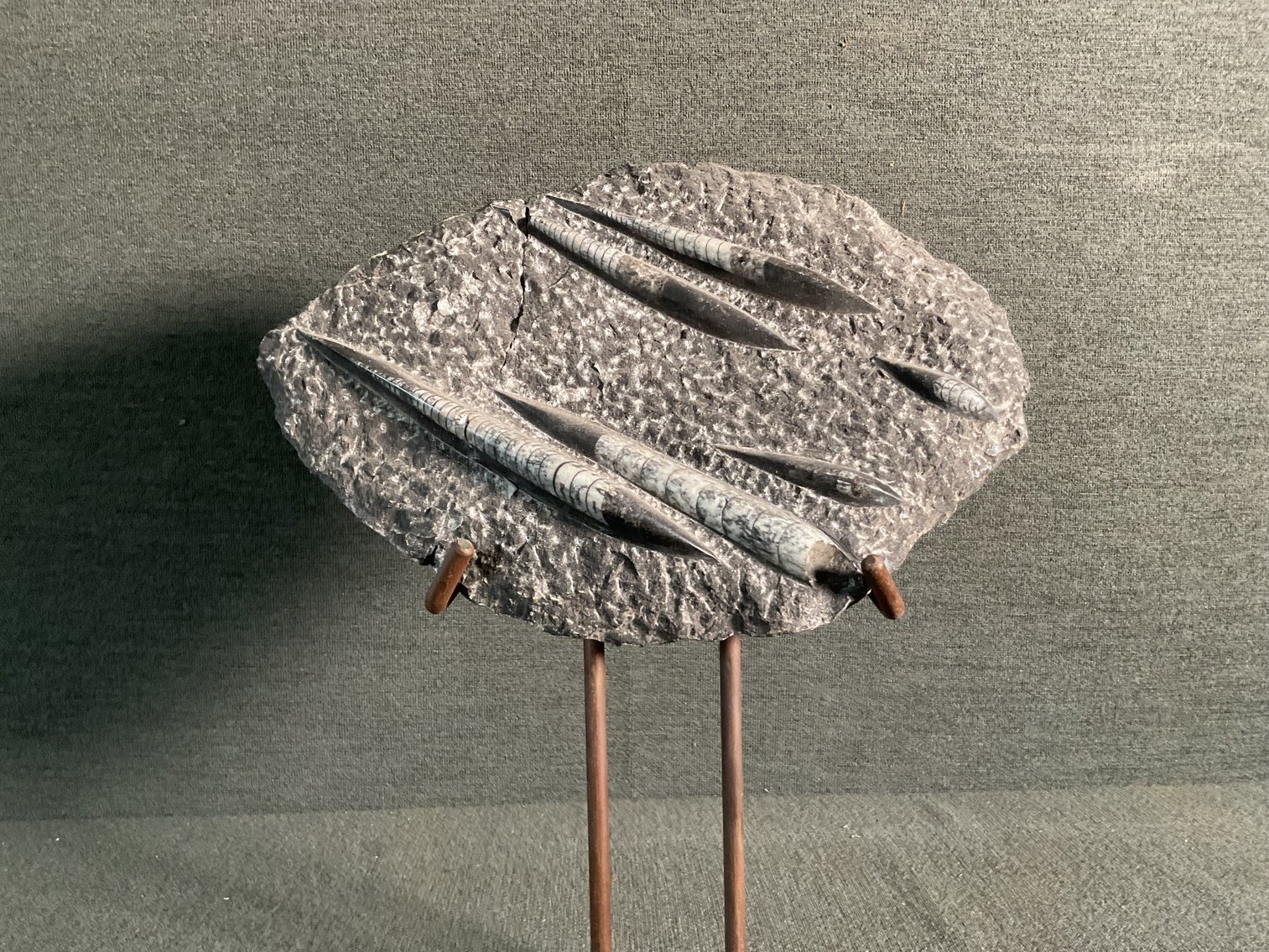 Image for Orthoceras Fossil on stand