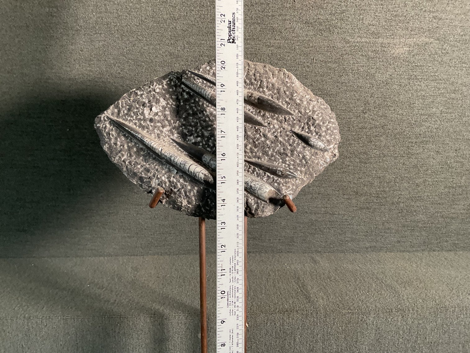 Image for Orthoceras Fossil on stand