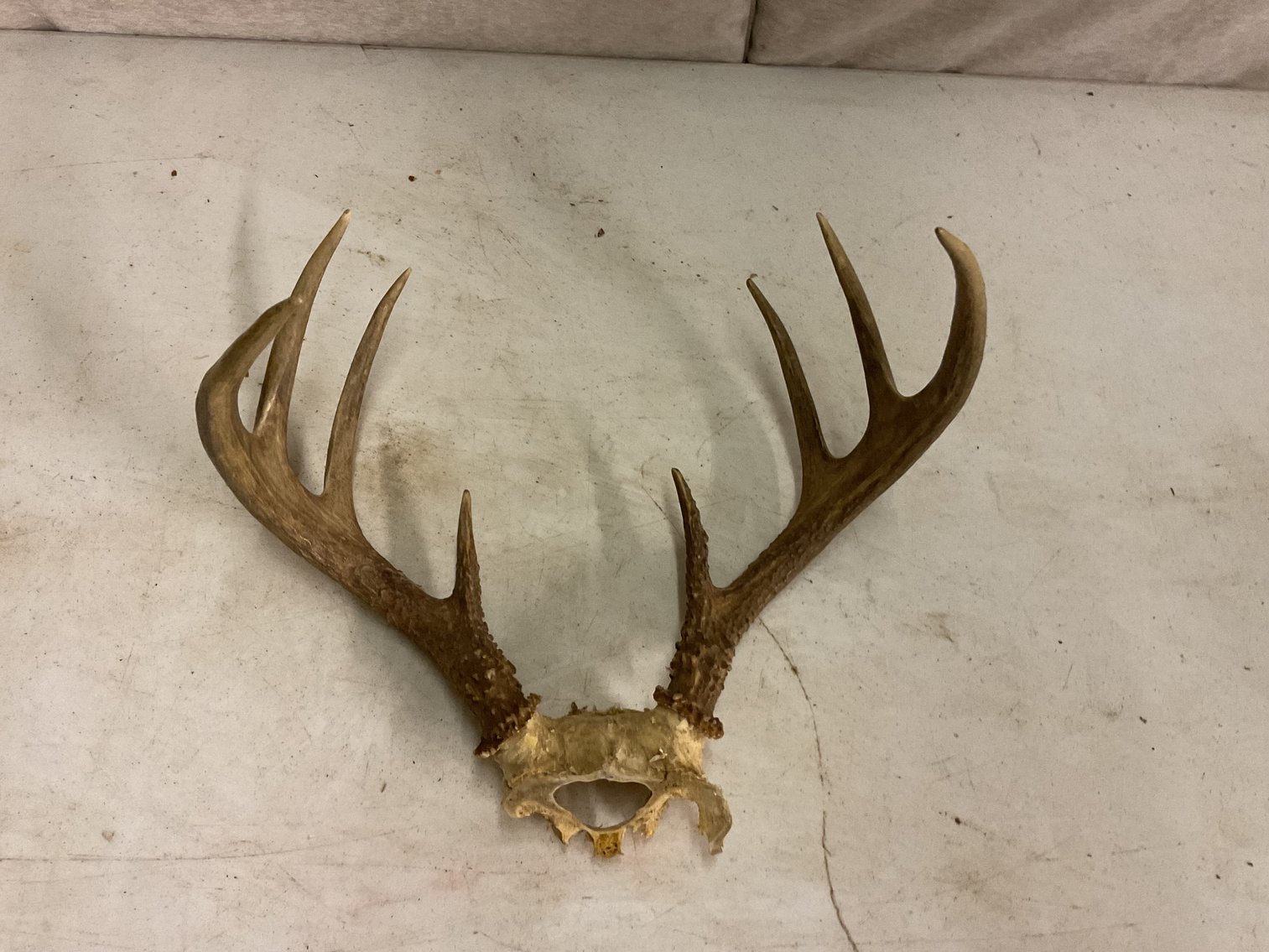 Image for Antlers - 8 Point