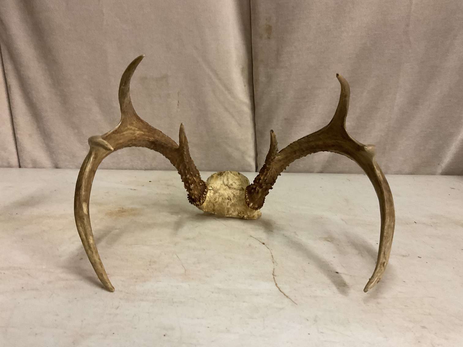 Image for Antlers - 8 Point