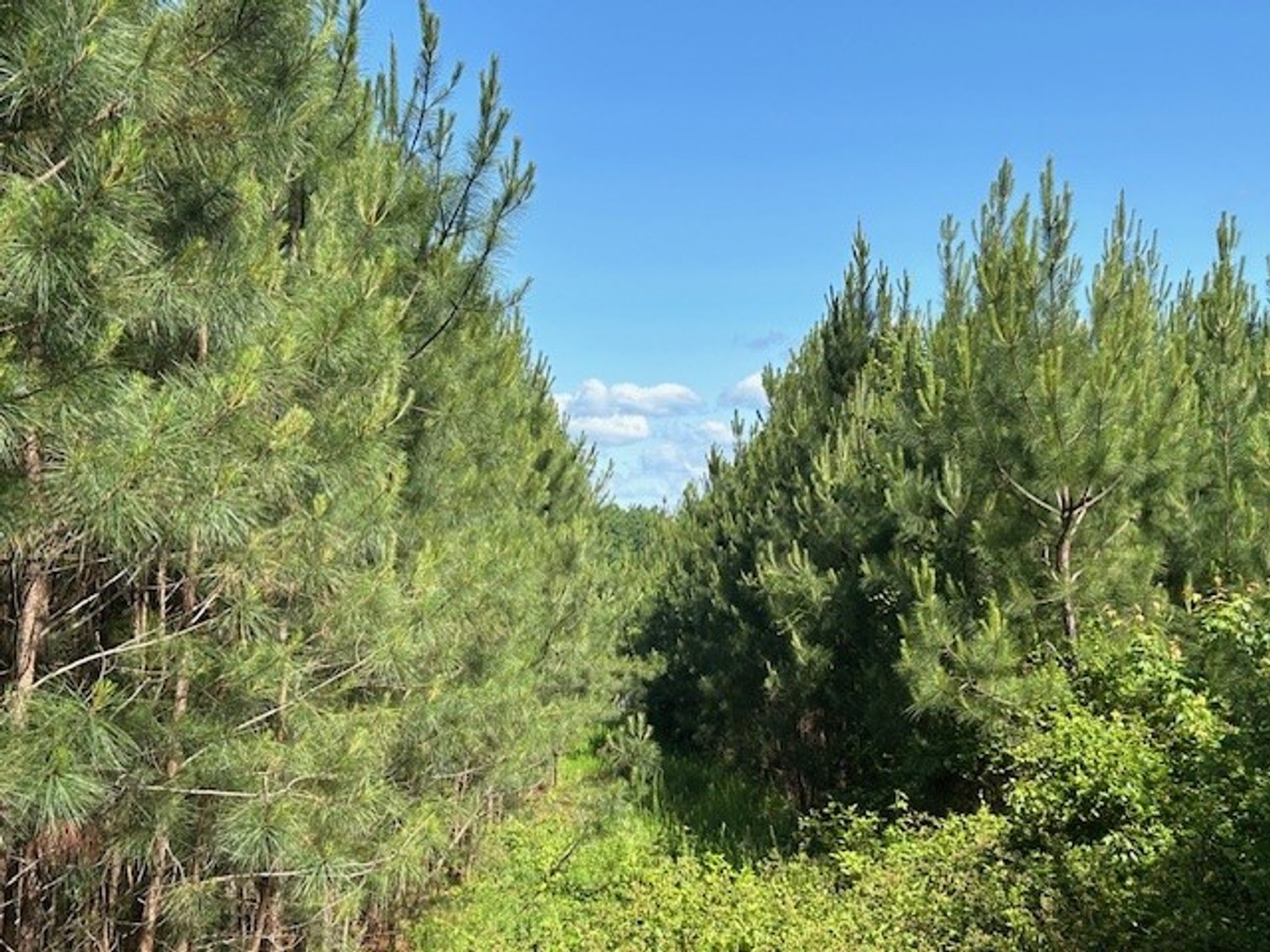 Image for Lapsley Run Timber Farm 258.81 +/- Acres Planted Pine Plantation