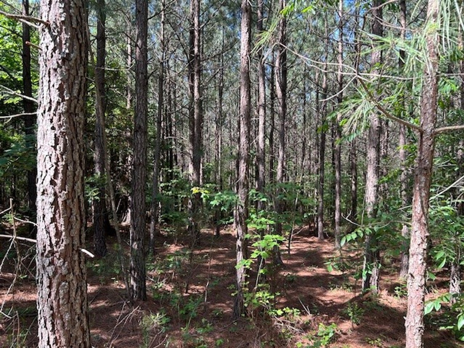 Image for Lapsley Run Timber Farm 258.81 +/- Acres Planted Pine Plantation