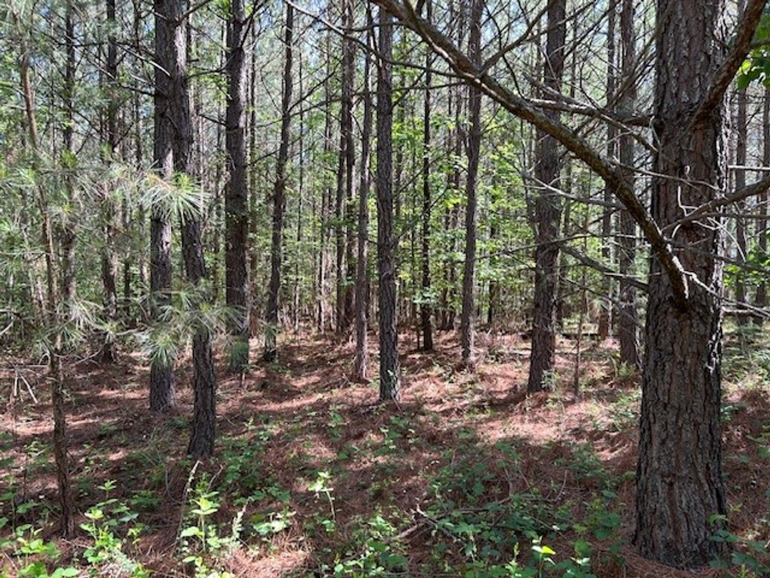 Image for Lapsley Run Timber Farm 258.81 +/- Acres Planted Pine Plantation