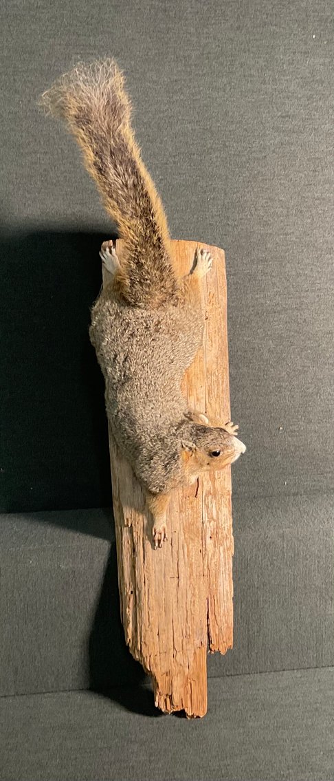 Image for Taxidermy Squirrel