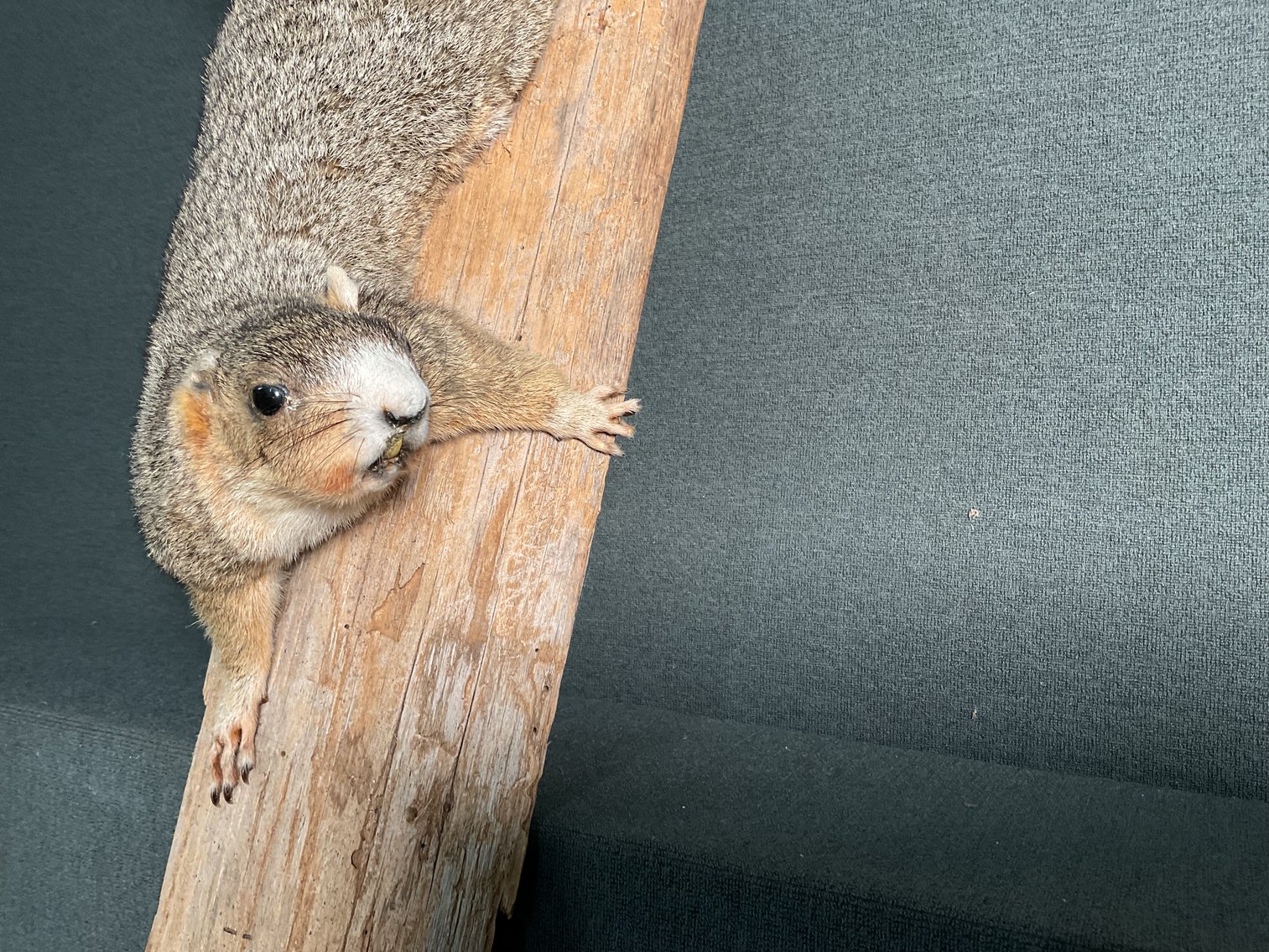 Image for Taxidermy Squirrel