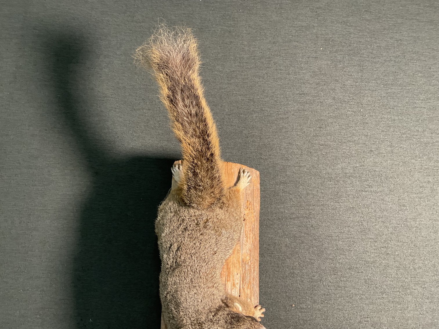 Image for Taxidermy Squirrel