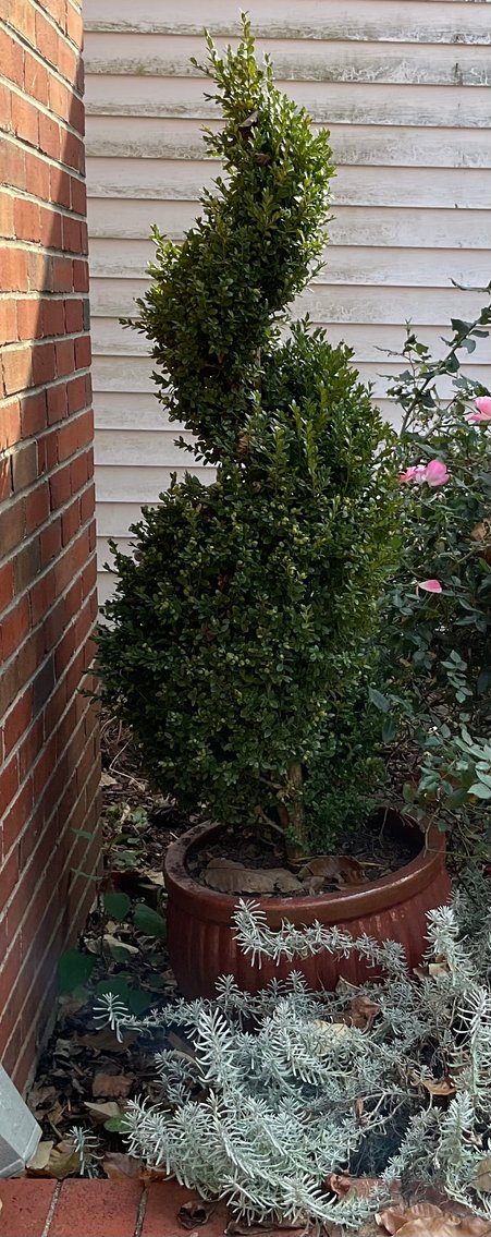 Image for Sculpted Boxwood in 20” Pot