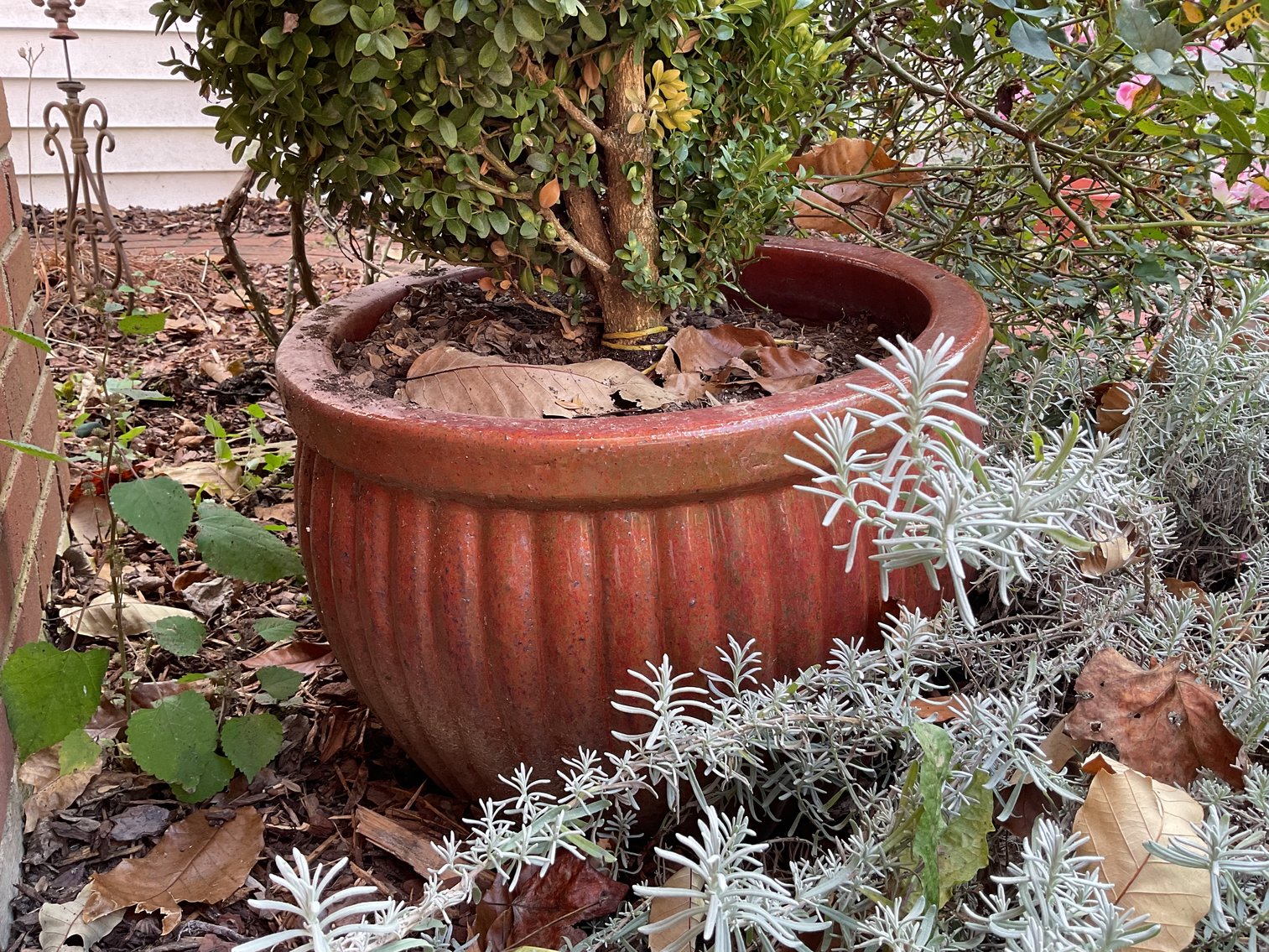 Image for Sculpted Boxwood in 20” Pot