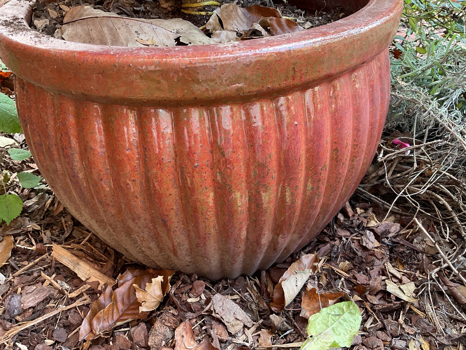Image for Sculpted Boxwood in 20” Pot