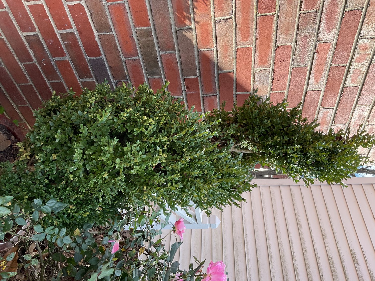 Image for Sculpted Boxwood in 20” Pot