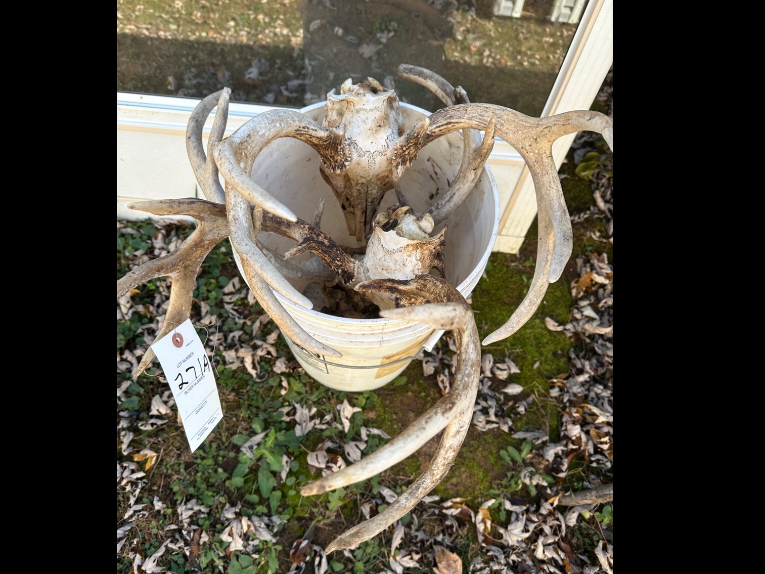 Image for Deer antlers