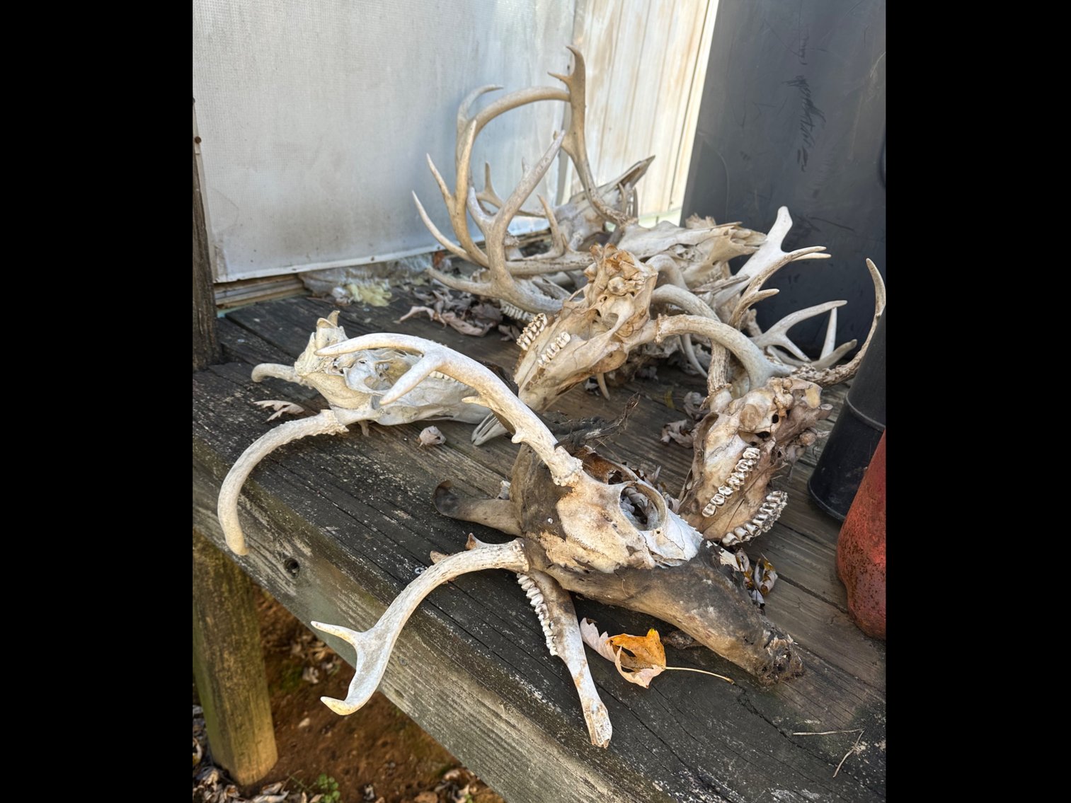 Image for Deer antlers