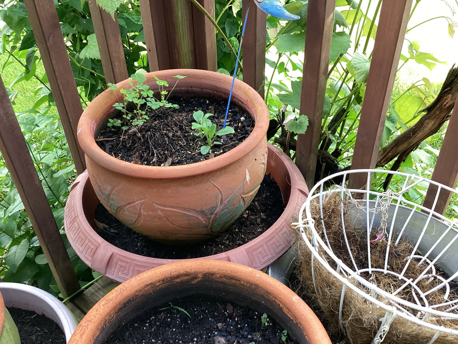 Image for Collection of Flower Pots