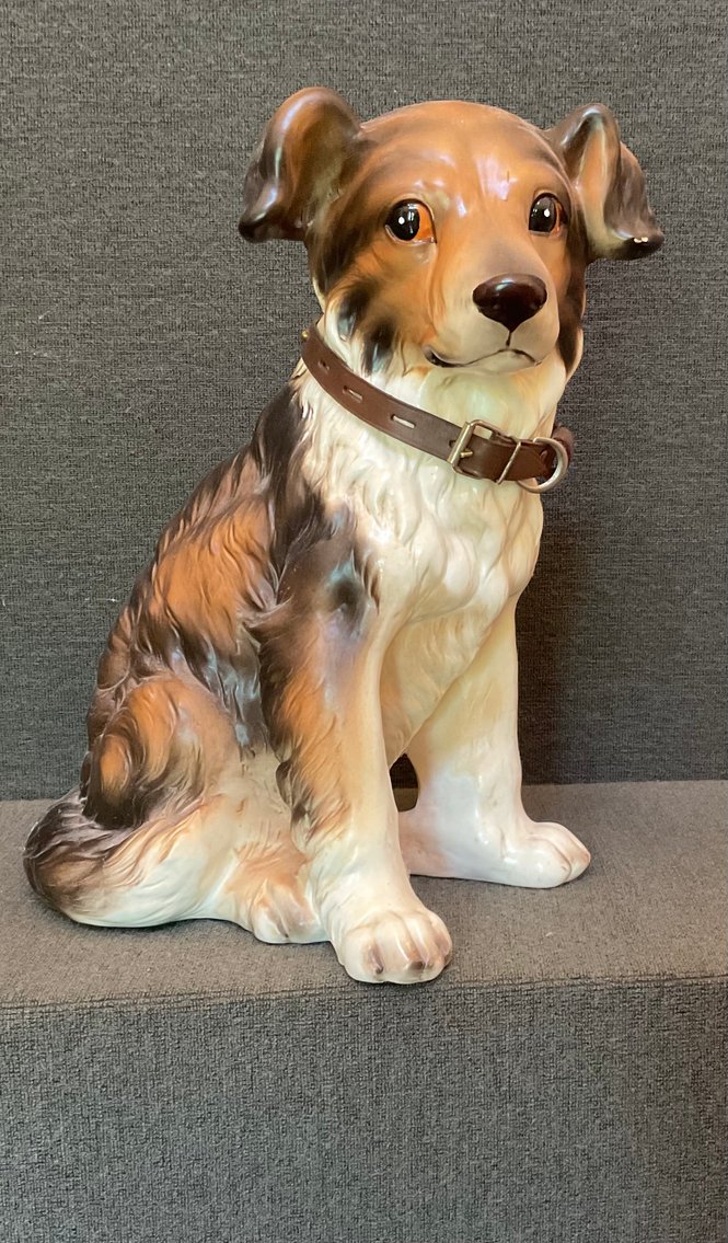 Image for Collie Pup