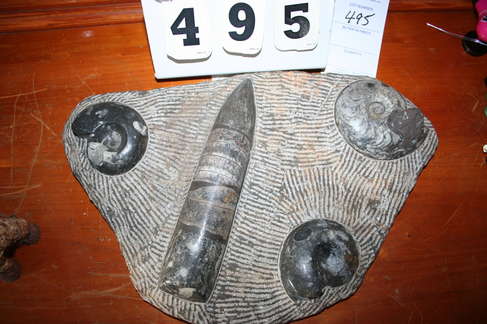 Image for Fossil Display Ammonites & Orthoceras Stone