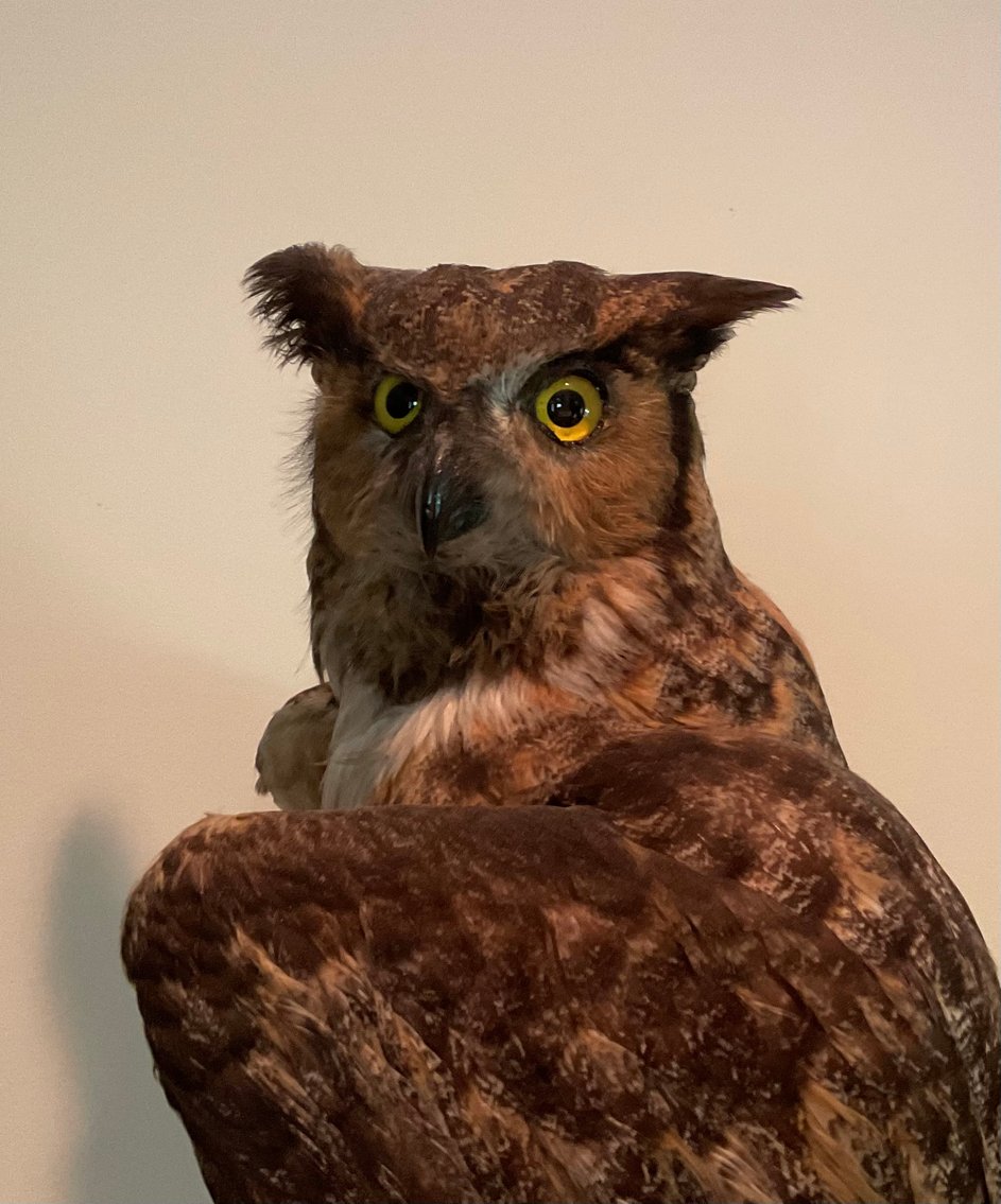 Image for Taxidermy Owl
