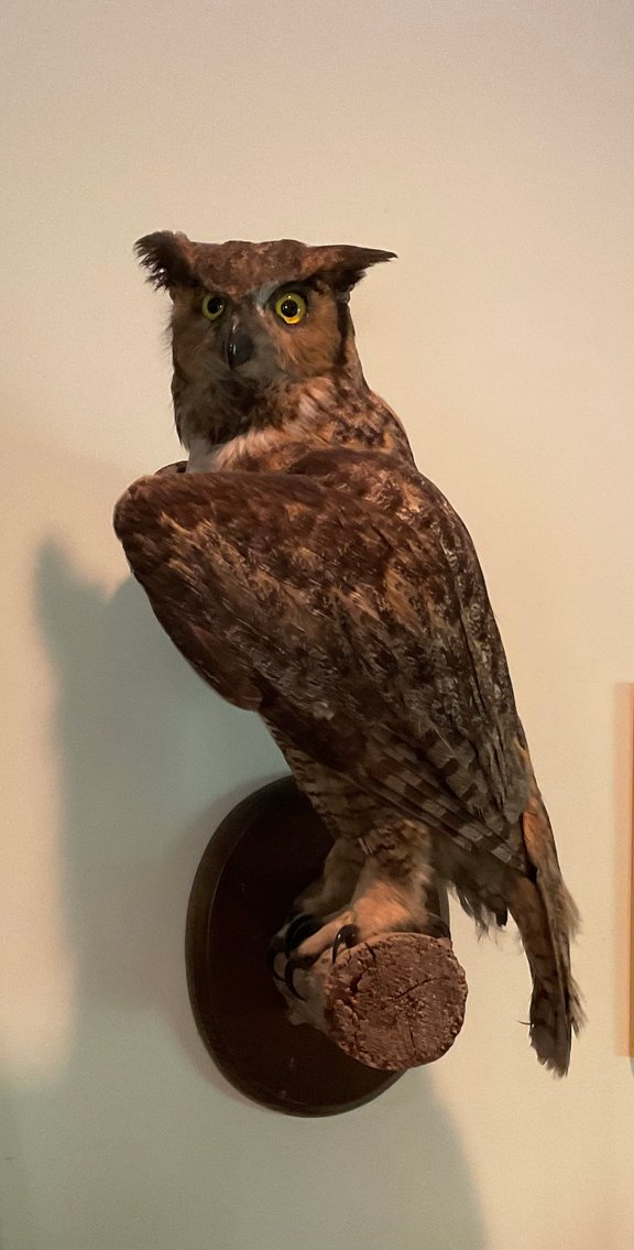 Image for Taxidermy Owl