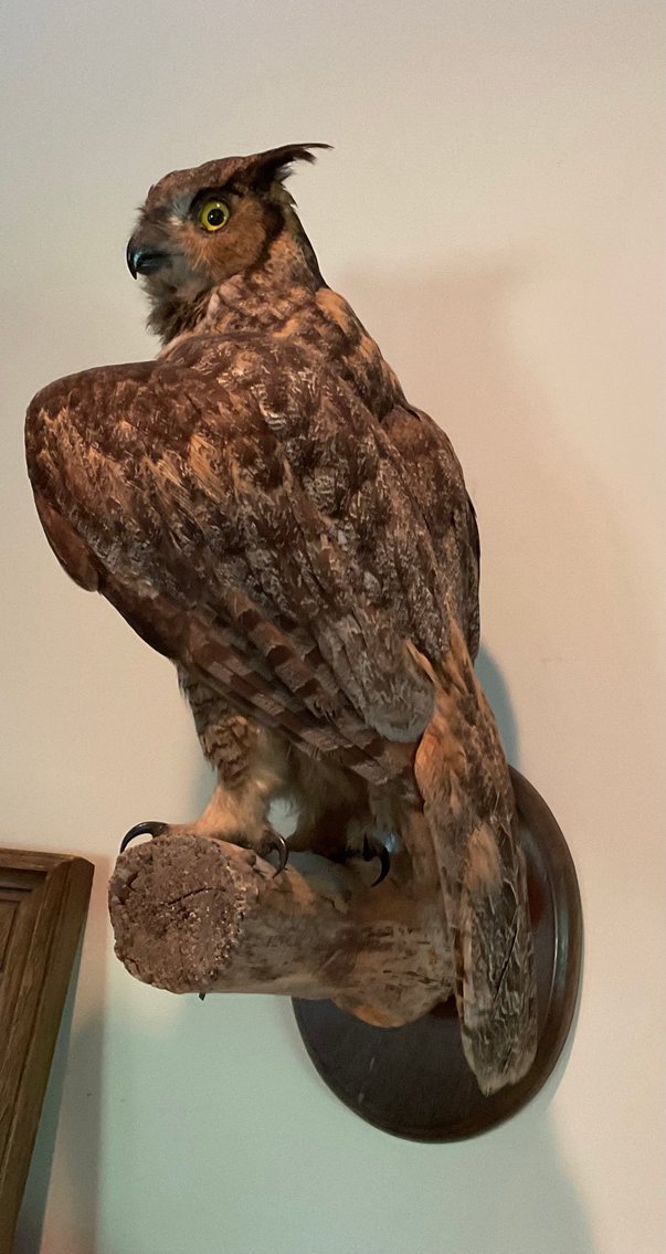 Image for Taxidermy Owl