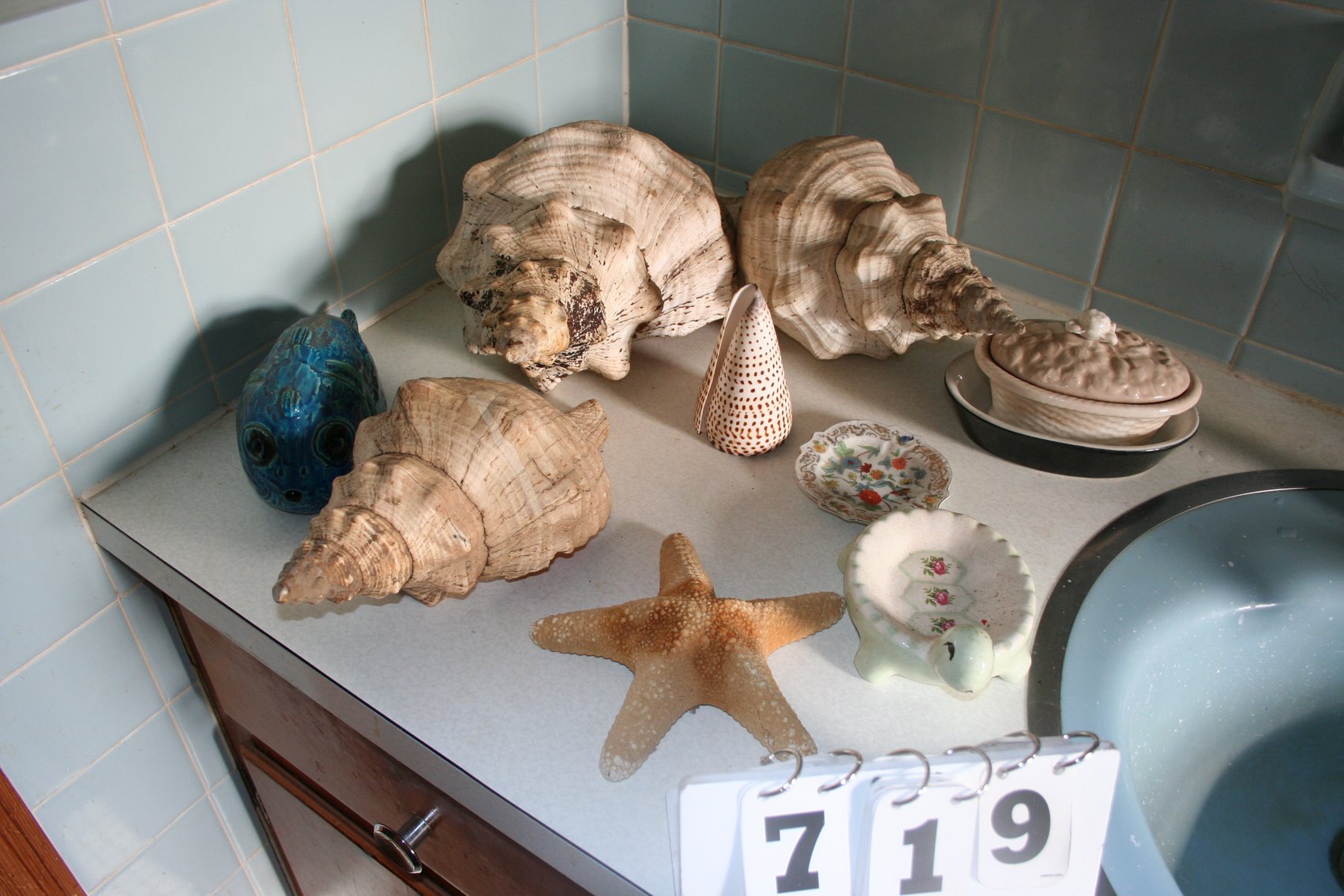 Image for Sea Shell Collection Misc Items