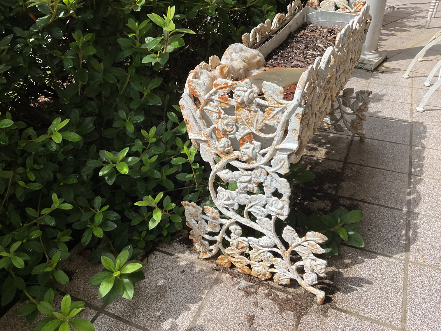 Image for Pair of Heavy Cast Iron Planters