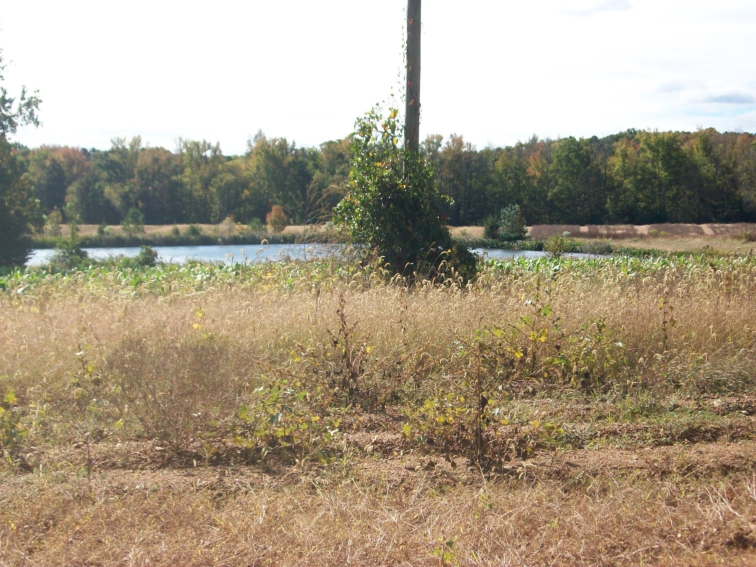 Image for FCV - Tuck