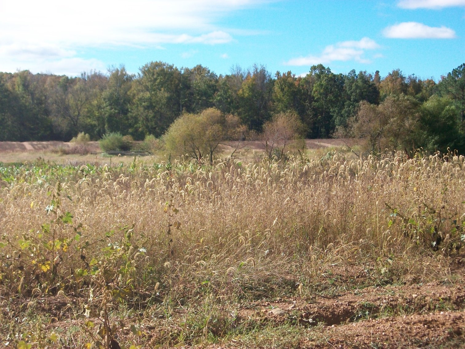 Image for FCV - Tuck