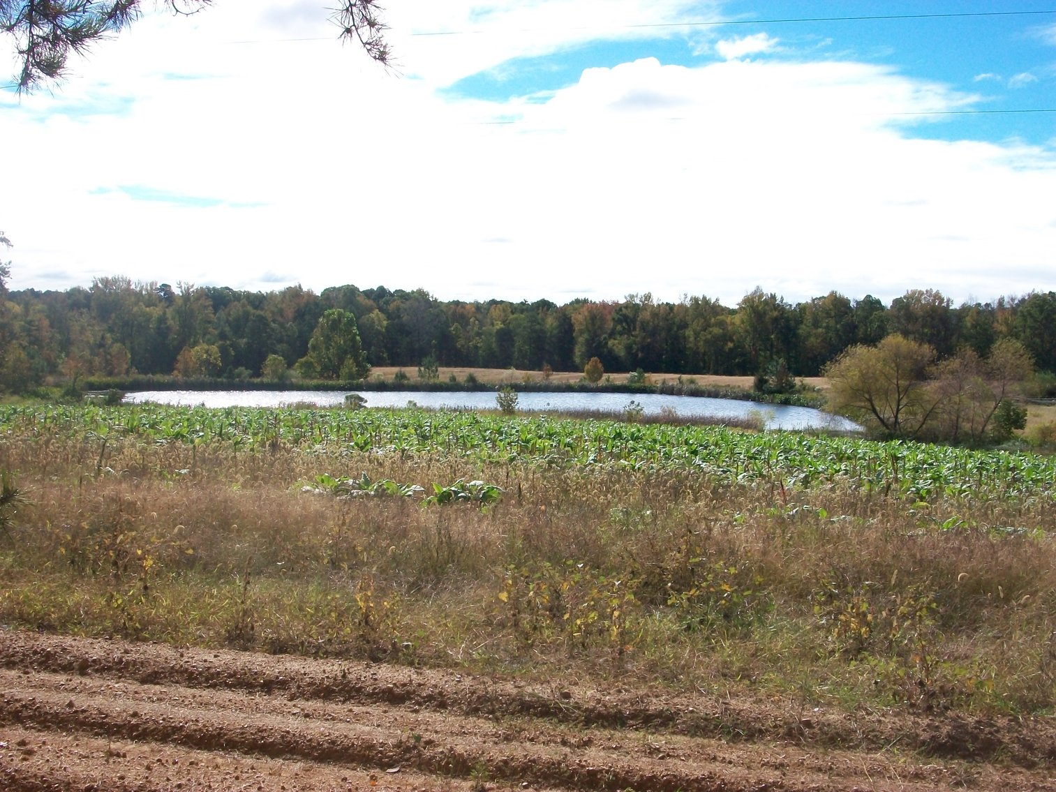 Image for FCV - Tuck