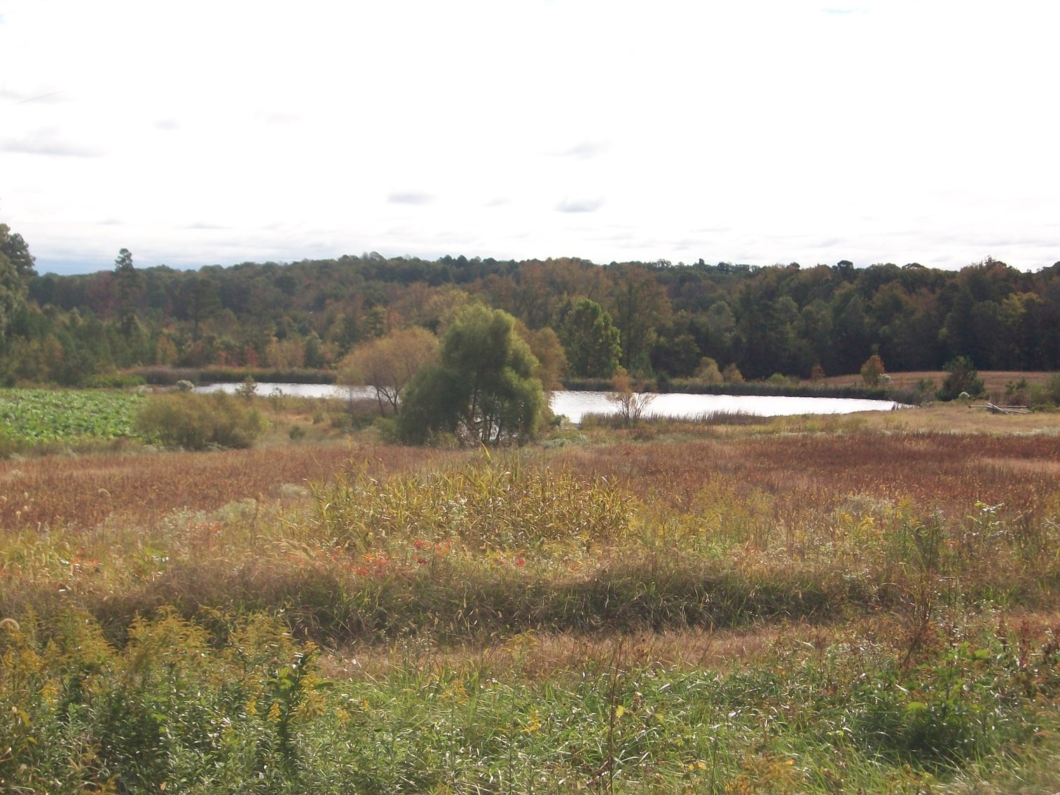 Image for FCV - Tuck