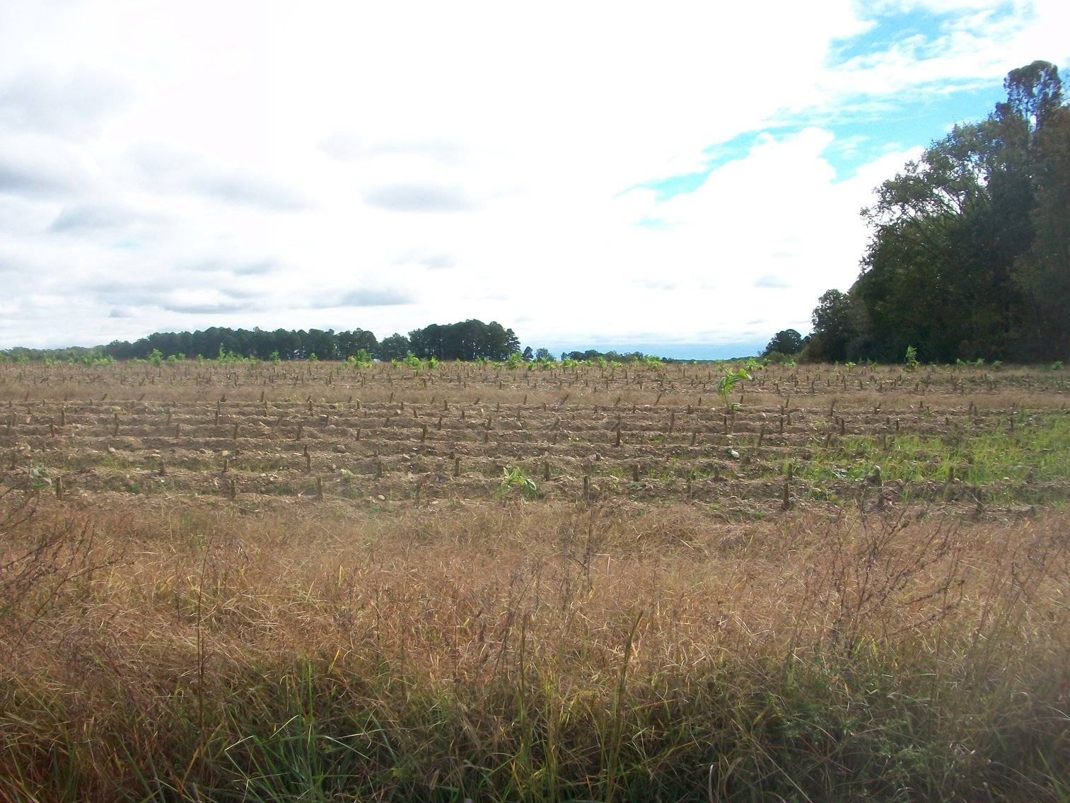 Image for FCV - Tuck