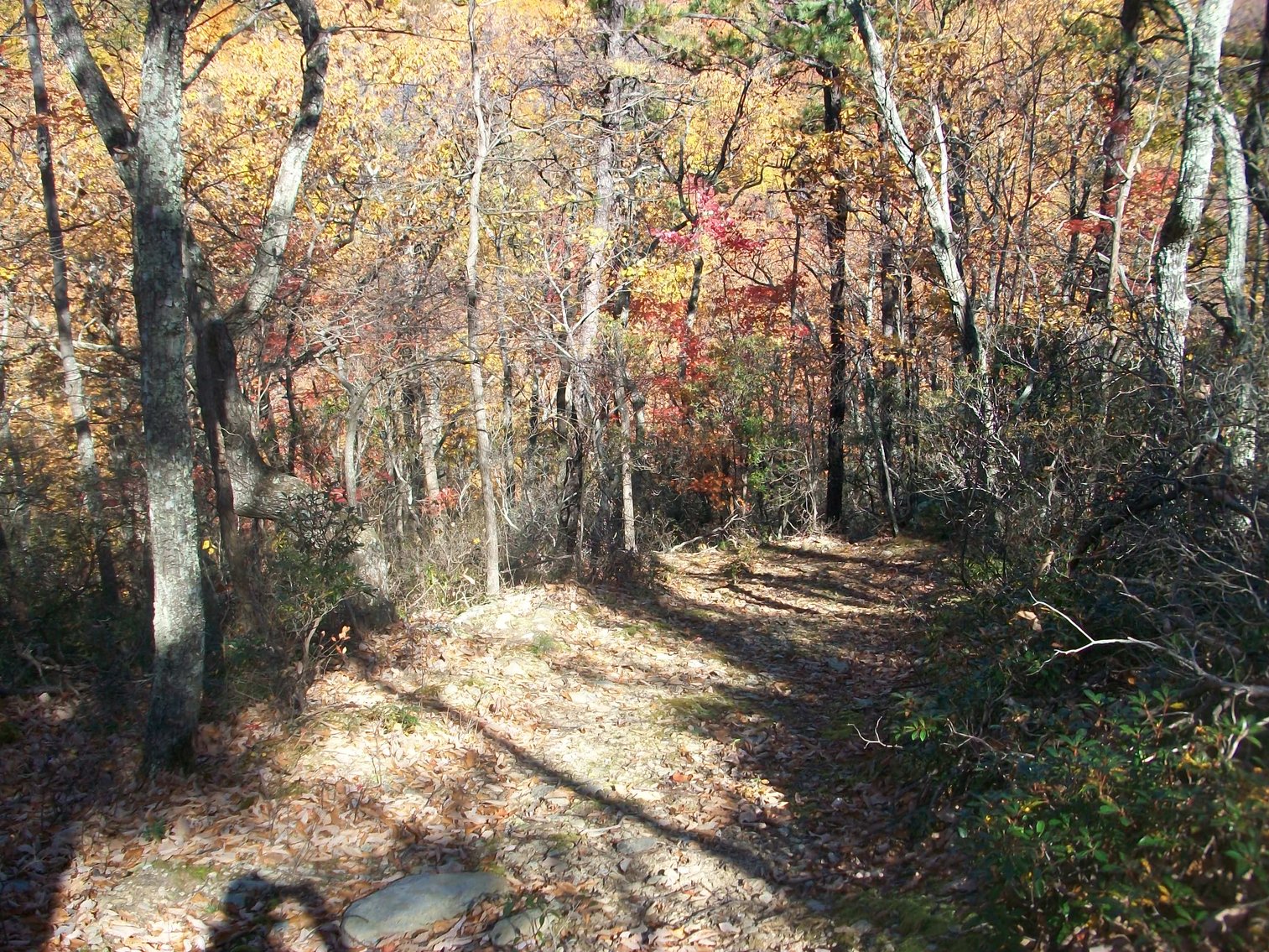 Image for 66.84 +/- ACRES FOR SALE IN NELSON COUNTY BELOW WINTERGREEN RESORT