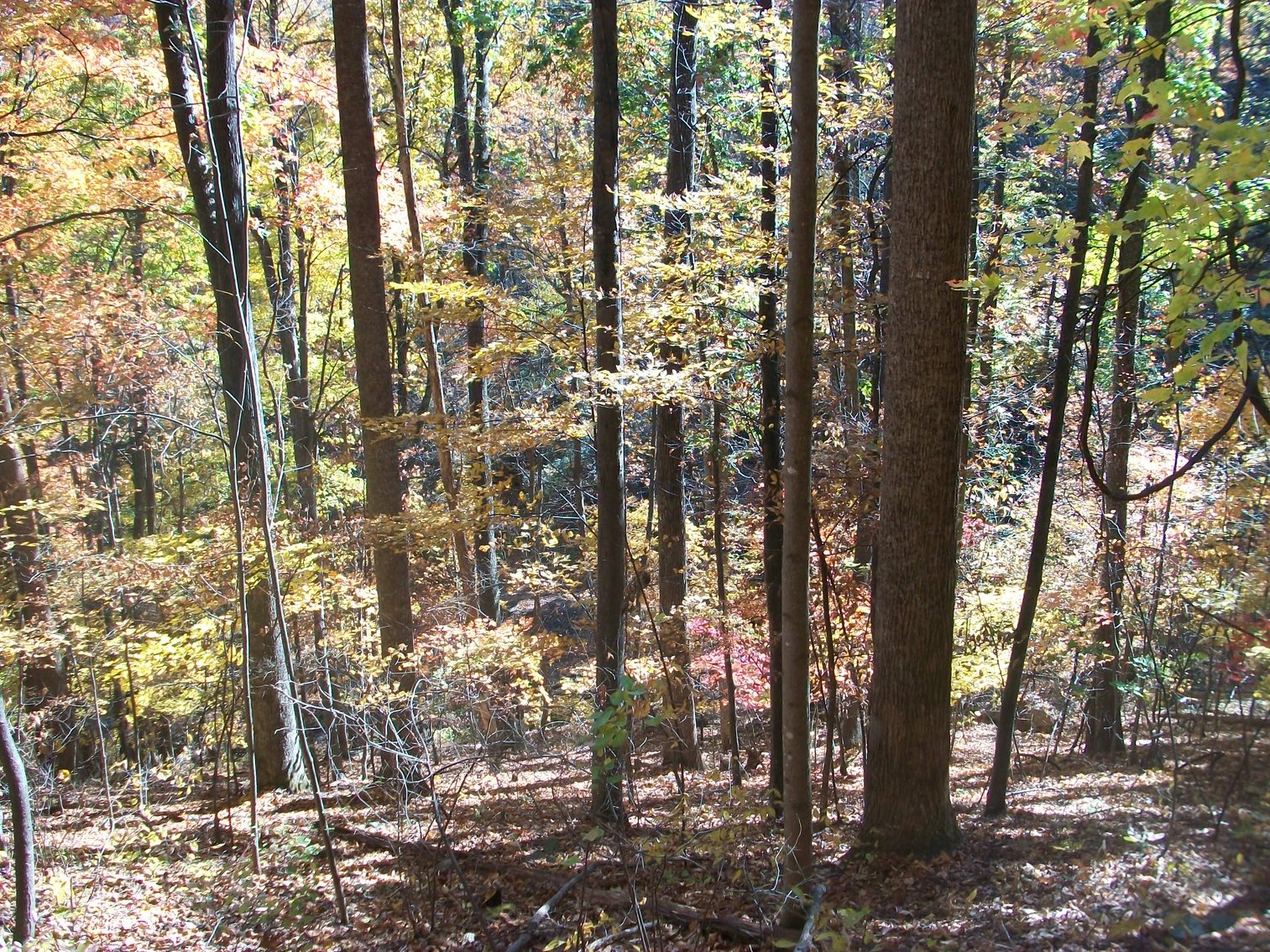 Image for 66.84 +/- ACRES FOR SALE IN NELSON COUNTY BELOW WINTERGREEN RESORT