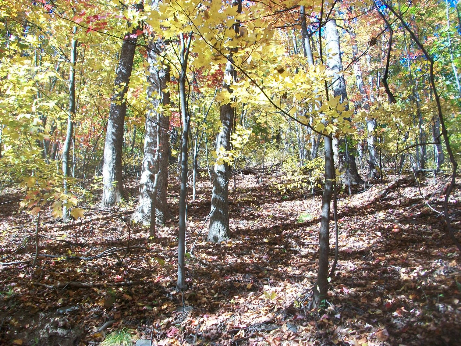 Image for 66.84 +/- ACRES FOR SALE IN NELSON COUNTY BELOW WINTERGREEN RESORT