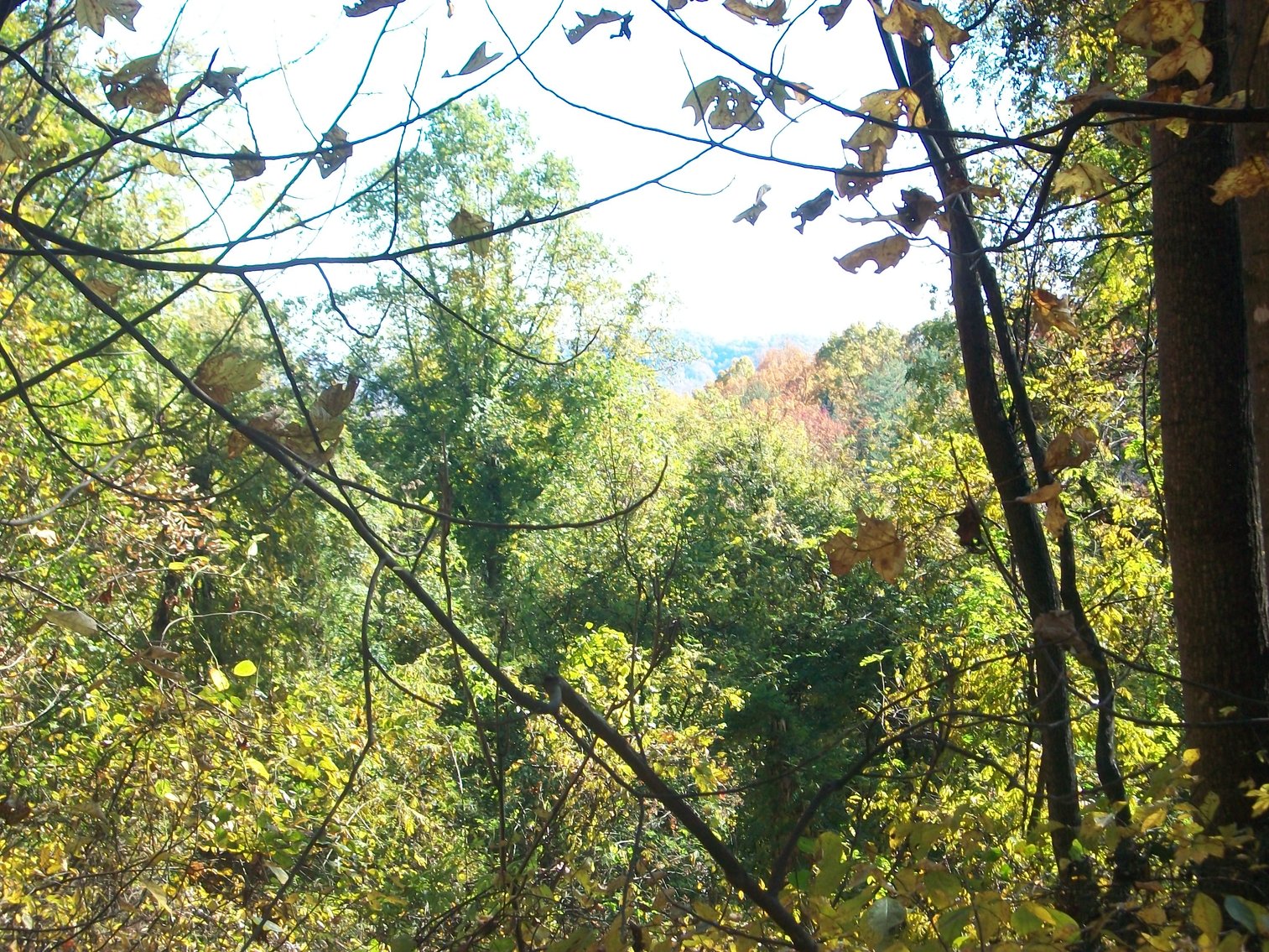 Image for 66.84 +/- ACRES FOR SALE IN NELSON COUNTY BELOW WINTERGREEN RESORT