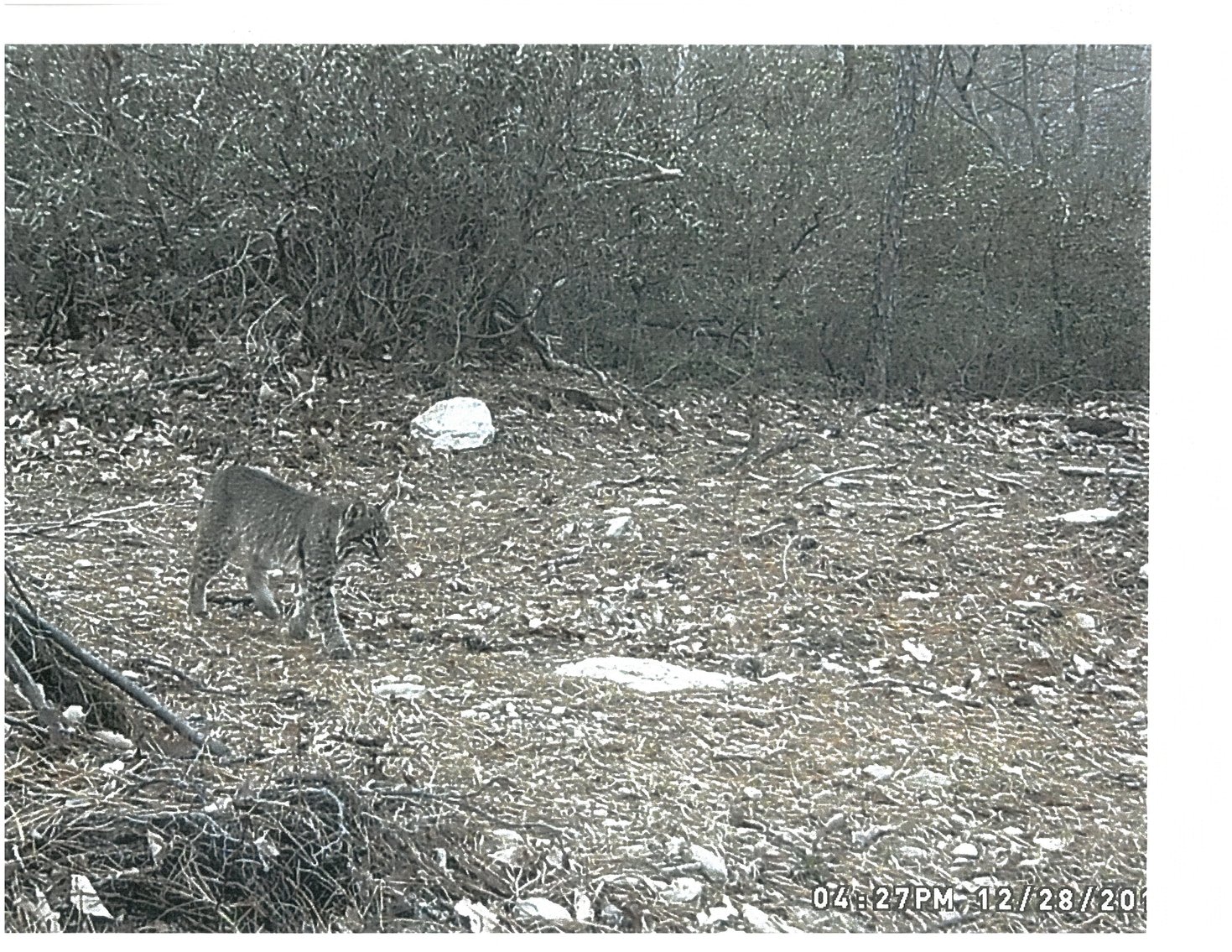 Image for 66.84 +/- ACRES FOR SALE IN NELSON COUNTY BELOW WINTERGREEN RESORT