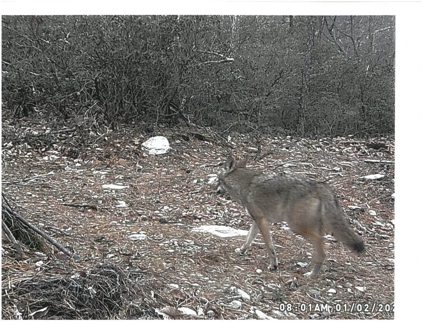 Image for 66.84 +/- ACRES FOR SALE IN NELSON COUNTY BELOW WINTERGREEN RESORT