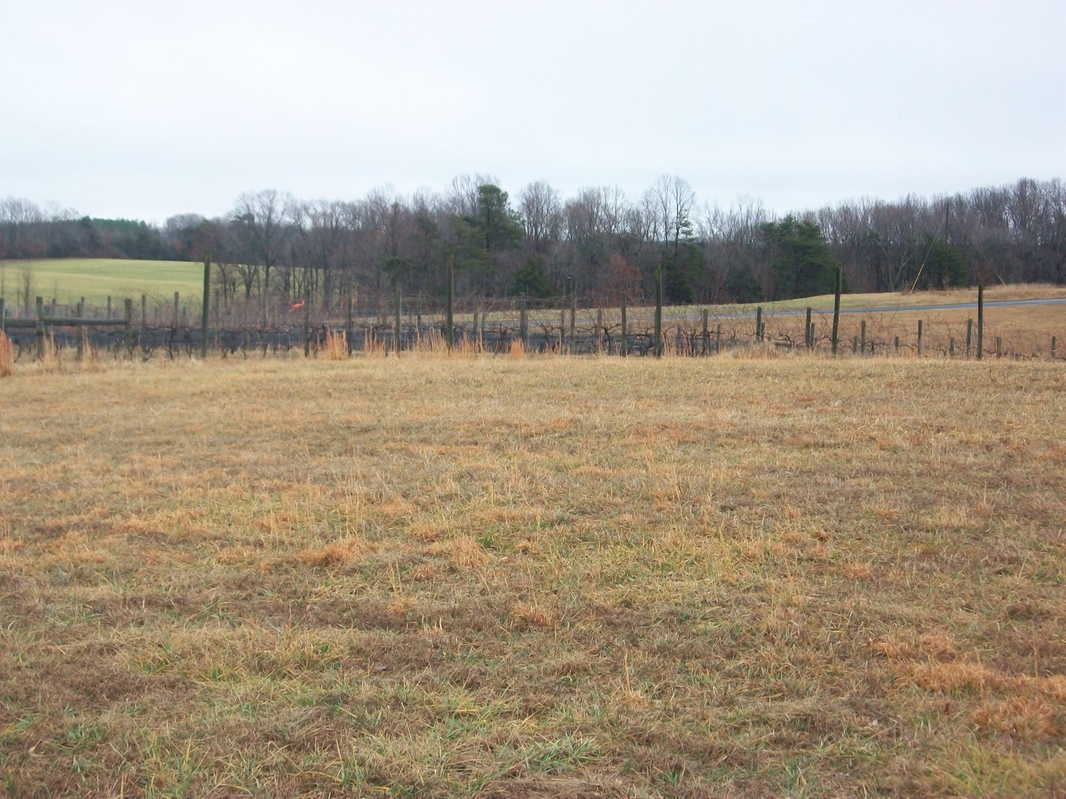 Image for 29 ACRES WITH 4 ACRES OF VINES PLANTED FOR SALE- CHATHAM, VA