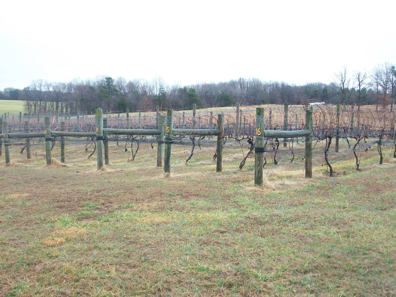 Image for 29 ACRES WITH 4 ACRES OF VINES PLANTED FOR SALE- CHATHAM, VA
