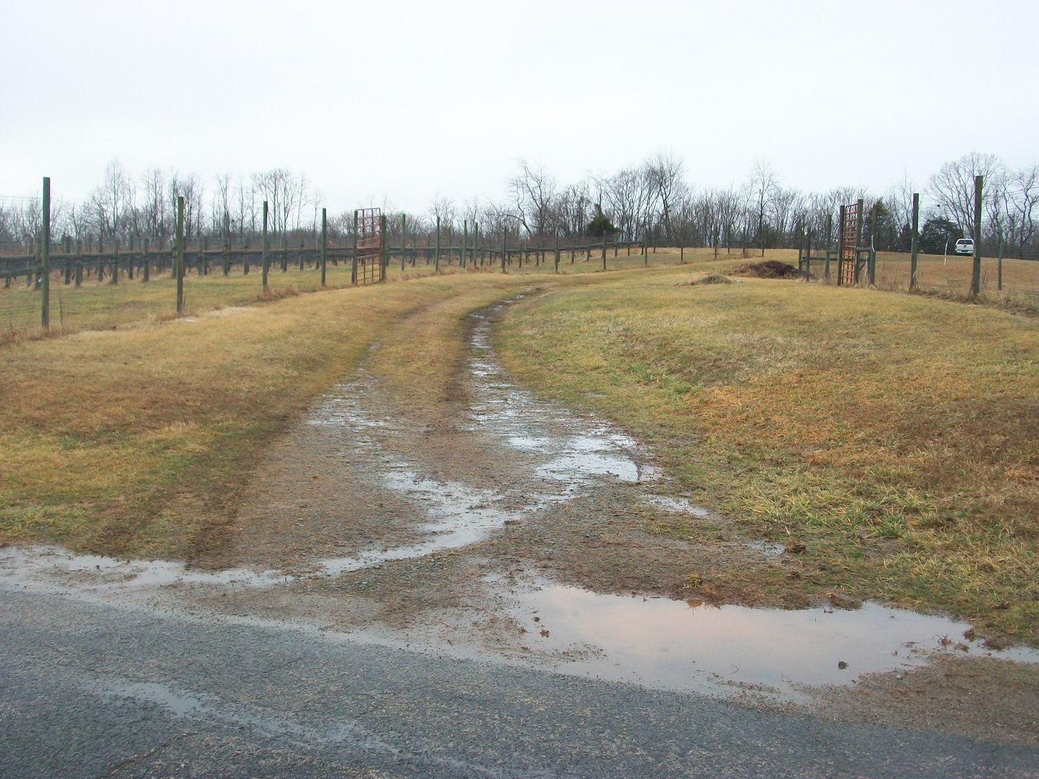 Image for 29 ACRES WITH 4 ACRES OF VINES PLANTED FOR SALE- CHATHAM, VA